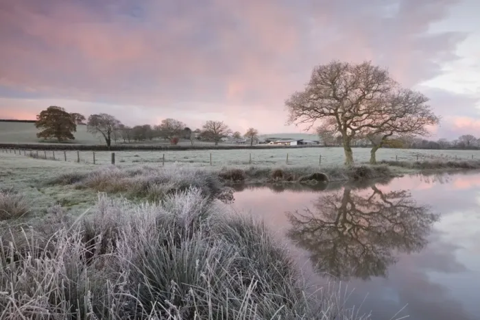Framed Print : Frosty conditions at dawn beside a pond in the countryside, Morchard Road, Devon, England Framed Print : Frosty conditions at dawn beside a pond in the countryside, Morchard Road, Devon, England