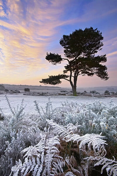 A frosty morning at Bratley Common, New Forest, Hampshire, England