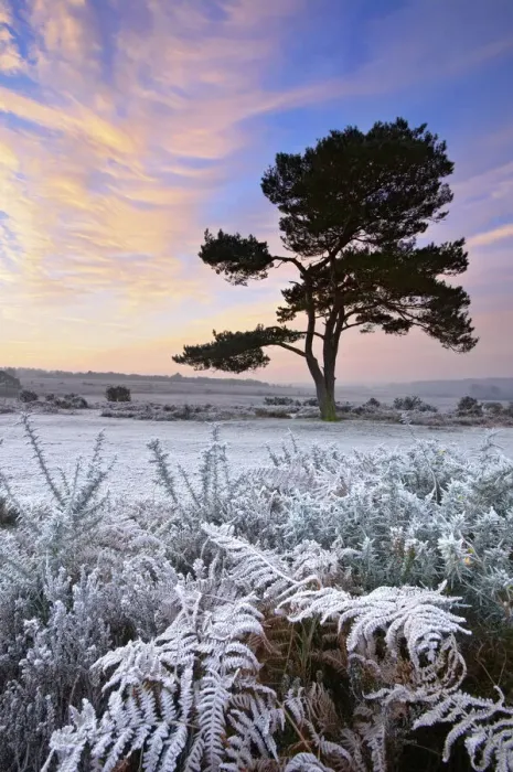 Framed Print : A frosty morning at Bratley Common, New Forest, Hampshire, England