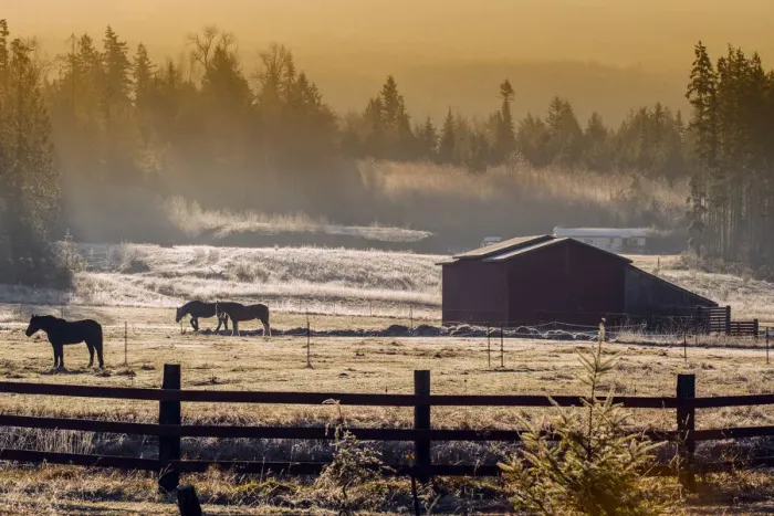 Framed Print : Frosty rural landscape at sunrise in the Olympic Peninsula, Washington, USA Framed Print : Frosty rural landscape at sunrise in the Olympic Peninsula, Washington, USA