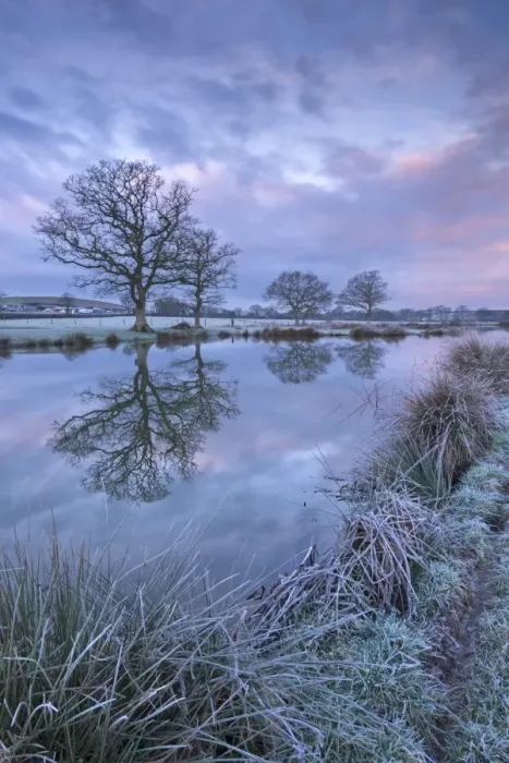 Framed Print : Frosty winter morning beside a rural pond, Morchard Road, Devon, England. Winter