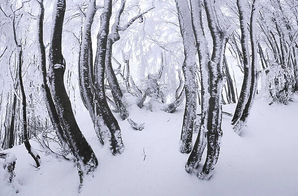 Frozen forest of the central Appennines in winter, Tuscany, Italy