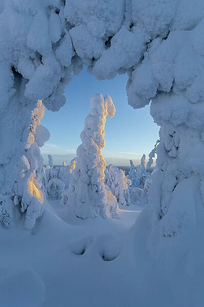 Frozen forest on Kuntivaara Fell, Kuusamo, Finland