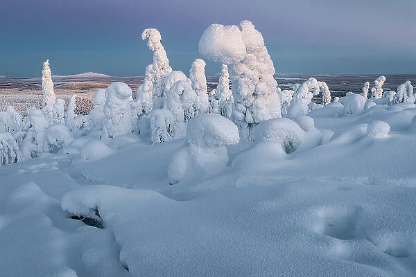 Frozen forest on Kuntivaara Fell, Kuusamo, Finland