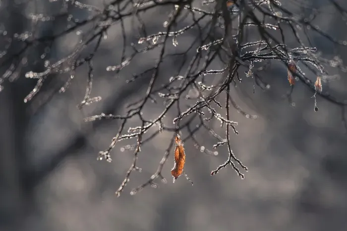 Framed Print : Frozen leaf, Salmon Arm, British Columbia, Canada
