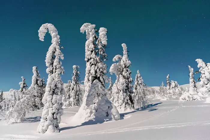 Framed Print : Frozen snowy forest under a bright starry sky in winter, Lapland, Finland Framed Print : Frozen snowy forest under a bright starry sky in winter, Lapland, Finland