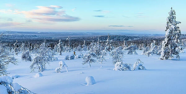 Frozen snowy forest during the cold arctic sunrise, Lapland, Finland