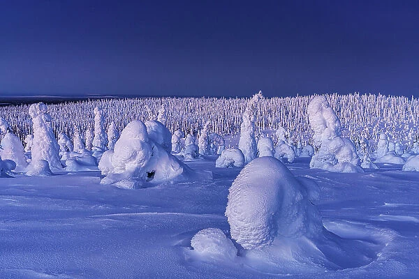 Frozen snowy forest, Riisitunturi National Park, Posio, Lapland, Finland