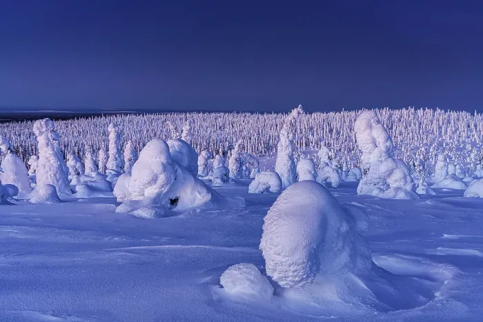Framed Print : Frozen snowy forest, Riisitunturi National Park, Posio, Lapland, Finland