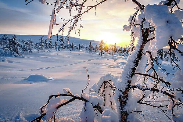 Frozen snowy tree branches lit by sun rays at dawn, Lapland, Finland