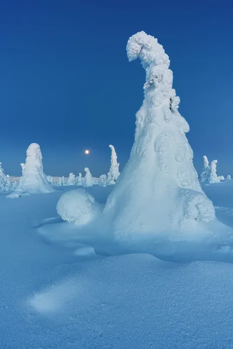Framed Print : Frozen snowy trees at blue hour, Riisitunturi National Park, Posio, Lapland, Finland Framed Print : Frozen snowy trees at blue hour, Riisitunturi National Park, Posio, Lapland, Finland
