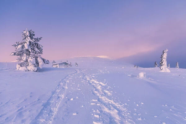 Frozen tree and log cabin at Pallas-Yllastunturi National Park, Muonio, Lapland, Finland