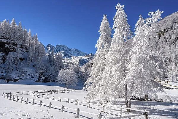 Frozen trees on Ceresole Reale, Levanne on background, Orco Valley, Piedmont, Italy, Europe