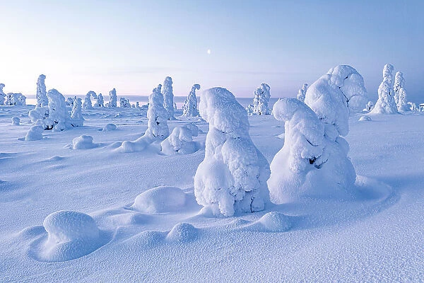 Frozen trees in deep snow after a blizzard, Riisitunturi National Park, Posio, Lapland, Finland