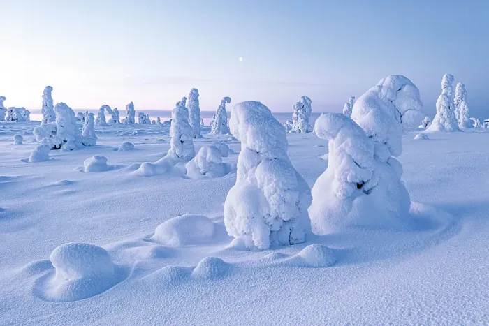 Framed Print : Frozen trees in deep snow after a blizzard, Riisitunturi National Park, Posio, Lapland, Finland Framed Print : Frozen trees in deep snow after a blizzard, Riisitunturi National Park, Posio, Lapland, Finland