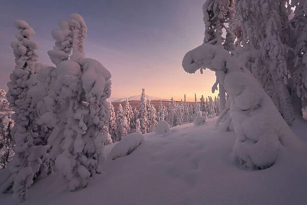 Frozen trees of Lapland at sunset in winter, Akaslompolo, Yllastunturi National Park