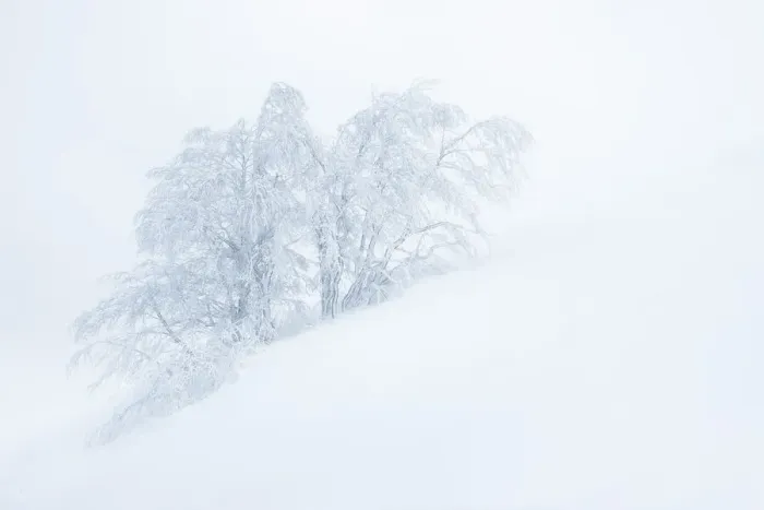 Framed Print : Frozen trees in the middle of a blizzard. Tuscany Appenines, Italy Framed Print : Frozen trees in the middle of a blizzard. Tuscany Appenines, Italy
