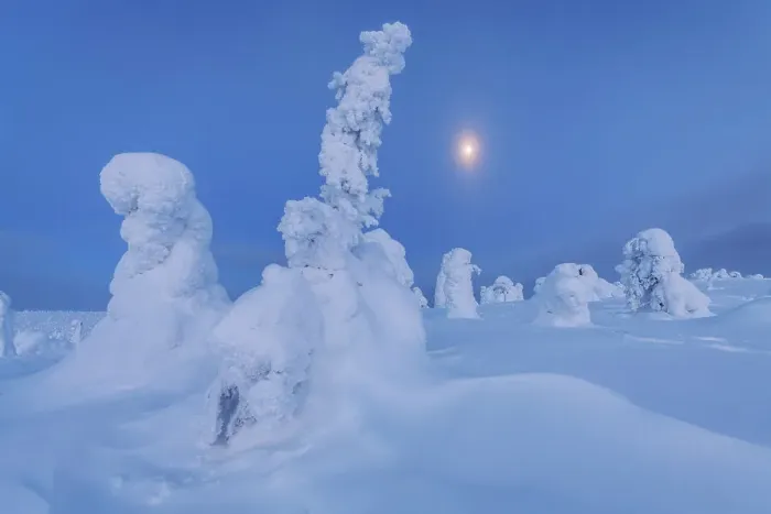 Framed Print : The frozen trees of the Riisitunturi National Park at twilight with the full moon. Lapland, Northern Finland Framed Print : The frozen trees of the Riisitunturi National Park at twilight with the full moon. Lapland, Northern Finland