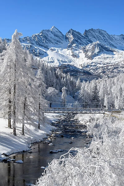 Frozen trees with river on Ceresole Reale, Levanne on background, Orco Valley, Piedmont
