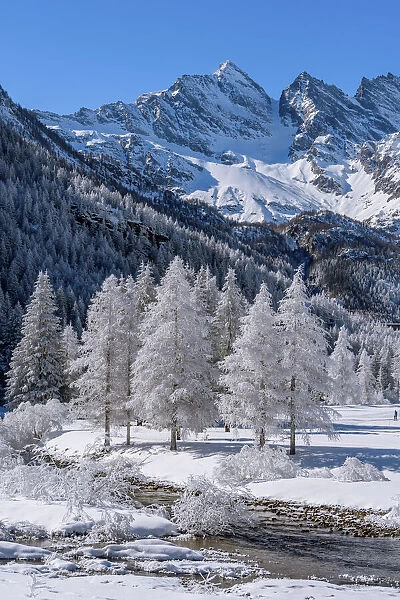 Frozen trees with river on Ceresole Reale, Levanne on background, Orco Valley, Piedmont