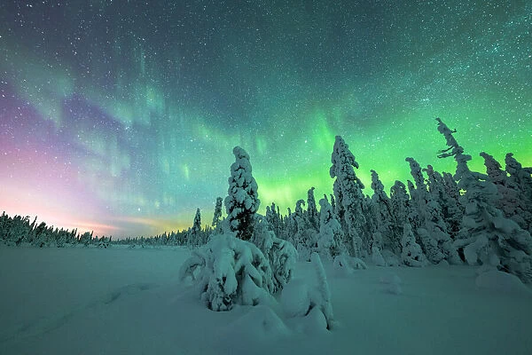 Frozen trees in the snow under the multi colored sky during the Northern Lights, Iso Syote, Lapland, Finland