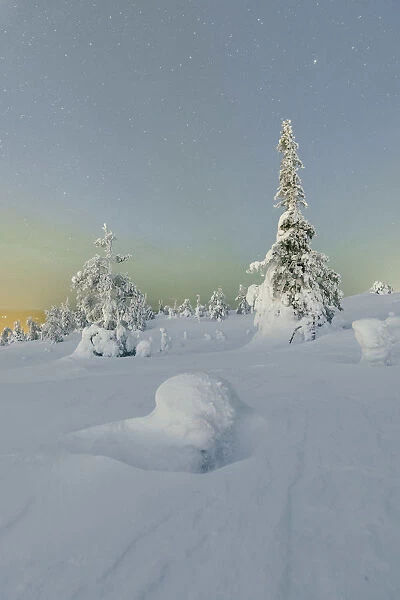 Frozen trees in snowy woods framed by starry sky in the cold polar night Ruka Kuusamo