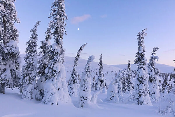 Frozen trees in the snowy woods, Pallas-Yllastunturi National Park, Muonio, Lapland