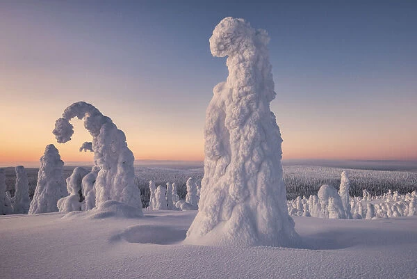 Frozen trees in the snowy woods at Riisitunturi National Park during sunset, Posio, Lapland, Finland