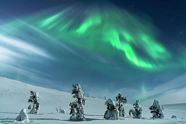 Frozen trees wrapped in snow under the bright Northern Lights sky, Lapland, Finland