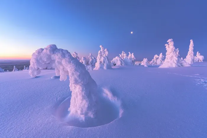 Framed Print : Frozen trees wrapped in snow lit by moon at sunrise, Riisitunturi National Park, Posio, Lapland, Finland Framed Print : Frozen trees wrapped in snow lit by moon at sunrise, Riisitunturi National Park, Posio, Lapland, Finland