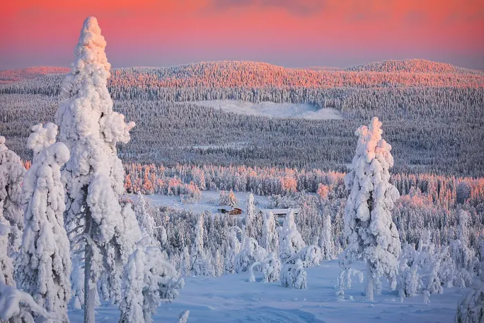 Framed Print : Frozen trees wrapped in snow in the winter forest at sunrise, Pudasjarvi, Iso Syote, Lapland, Finland