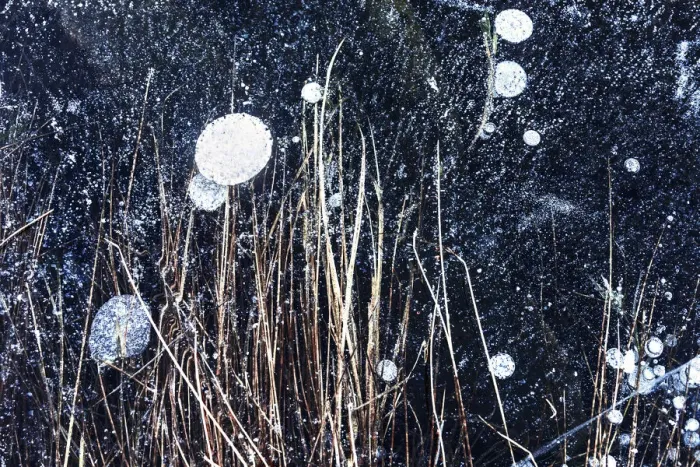 Framed Print : Frozen tufts of grass beneath the frozen surface of a lake, Emilia Romagna, Italy Framed Print : Frozen tufts of grass beneath the frozen surface of a lake, Emilia Romagna, Italy