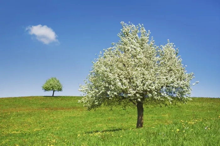 Framed Print : Fruit tree in bloom - Switzerland, Zug, Zuger See, Menzingen - Neuheim Framed Print : Fruit tree in bloom - Switzerland, Zug, Zuger See, Menzingen - Neuheim