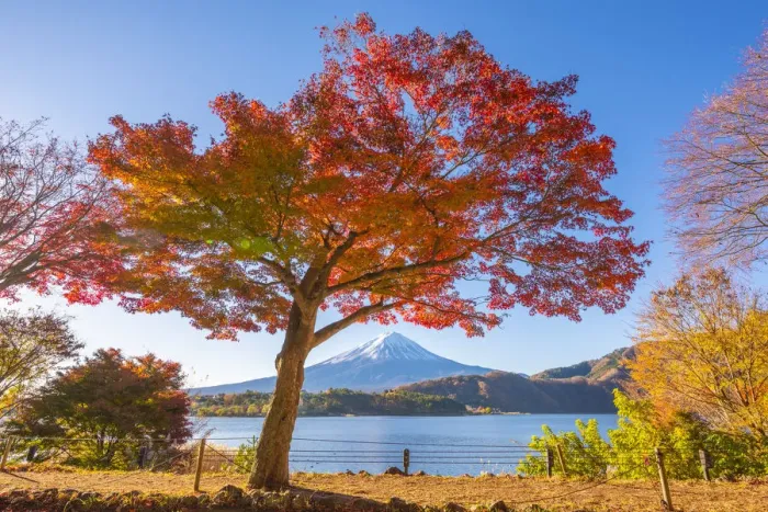 Framed Print : Fuji Five Lakes, Yamanashi Prefecture, Japan. Maple tree and Mt Fuji in autumn