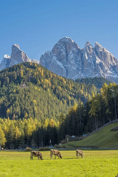 Funes Valley, South Tyrol region, Bolzano district, Trentino Alto Adige, Italy