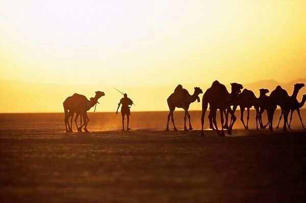 A Gabbra herdsman drives his camels across the Chalbi