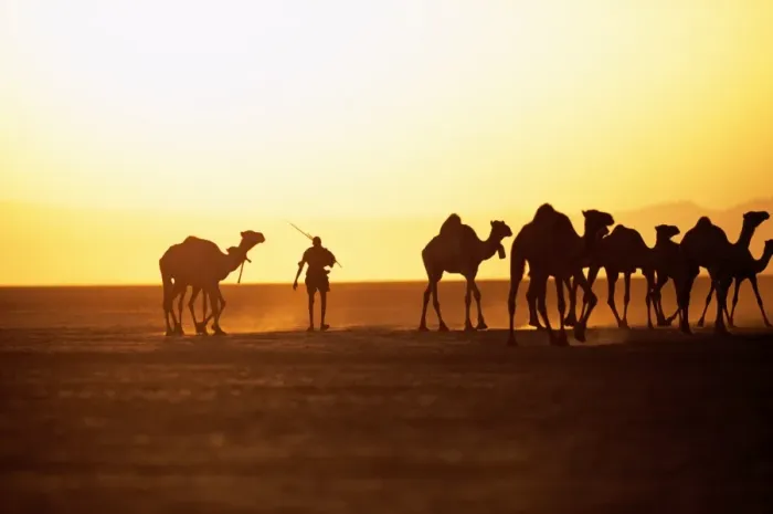 Framed Print : A Gabbra herdsman drives his camels across the Chalbi Framed Print : A Gabbra herdsman drives his camels across the Chalbi