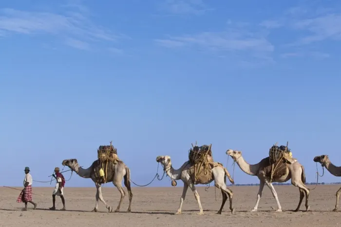 Framed Print : Gabbra tribesmen lead their camel train across the Chalbi Desert Framed Print : Gabbra tribesmen lead their camel train across the Chalbi Desert