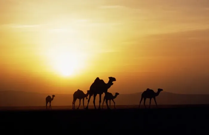 Framed Print : Gabbra tribesmen watch over their camels at a water