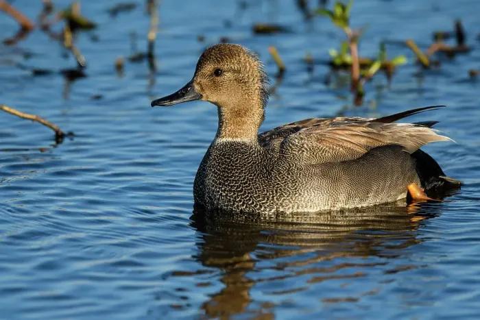 Framed Print : Gadwall (Anas strepera), Anahuac NWR, Texas, USA Framed Print : Gadwall (Anas strepera), Anahuac NWR, Texas, USA