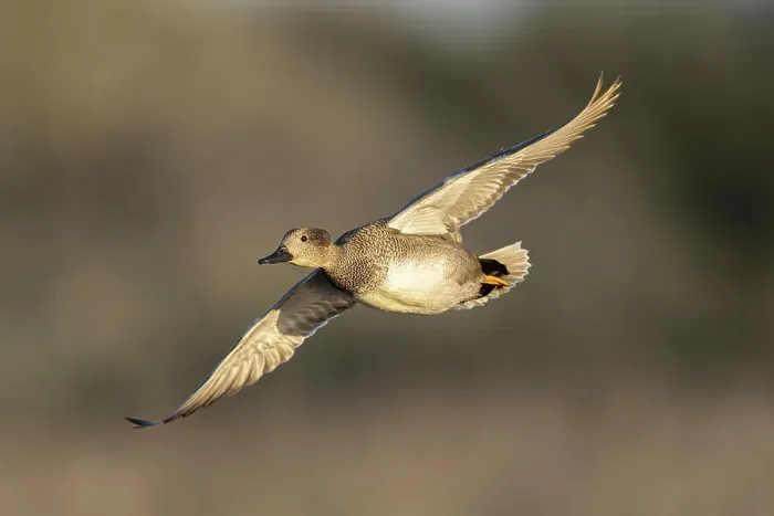 Framed Print : Gadwall (Anas strepera) in flight over Lodmoor RSPB reserve, Weymouth, Dorset, England, UK