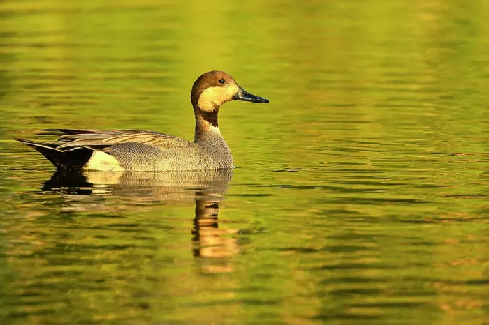 Framed Print : Gadwall x Northern Pintail (hybrid); Mareca strepera x Anas acut, Estero Llano Grande State Park, Weslaco, Texas, USA Framed Print : Gadwall x Northern Pintail (hybrid); Mareca strepera x Anas acut, Estero Llano Grande State Park, Weslaco, Texas, USA