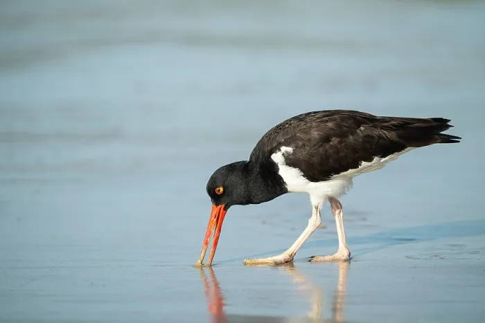 Framed Print : Galapagos American Oystercatcher, Isla Isabela, Galapagos Islands, Ecuador Framed Print : Galapagos American Oystercatcher, Isla Isabela, Galapagos Islands, Ecuador