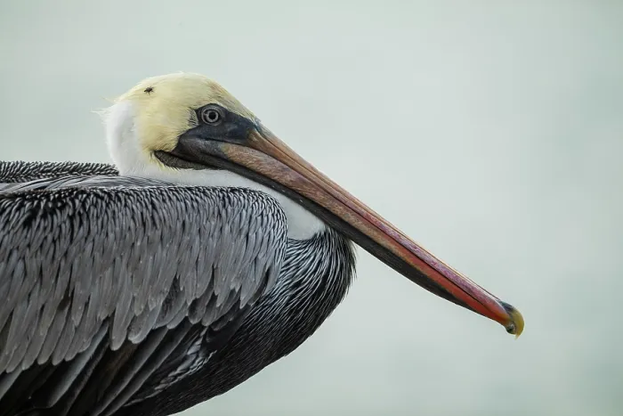 Framed Print : Galápagos Brown Pelican, Isla Isabela, Galapagos Islands, Ecuador Framed Print : Galápagos Brown Pelican, Isla Isabela, Galapagos Islands, Ecuador