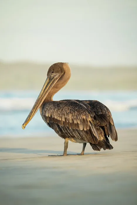 Framed Print : Galapagos Brown Pelican, Isla Isabela, Galapagos Islands, Ecuador Framed Print : Galapagos Brown Pelican, Isla Isabela, Galapagos Islands, Ecuador