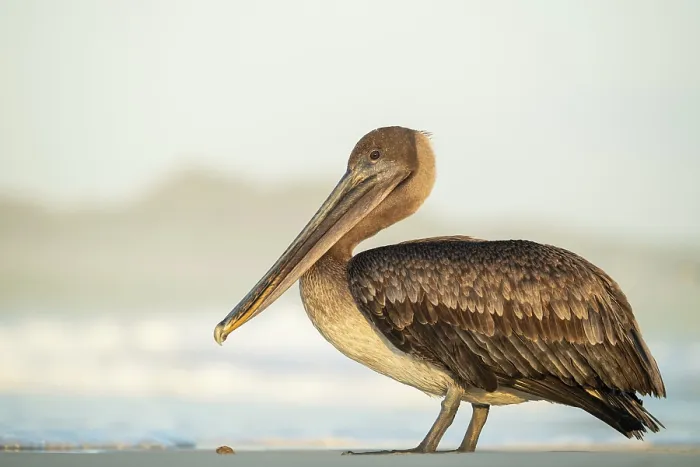 Framed Print : Galapagos Brown Pelican, Isla Isabela, Galapagos Islands, Ecuador Framed Print : Galapagos Brown Pelican, Isla Isabela, Galapagos Islands, Ecuador