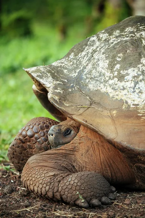 Framed Print : Galapagos Giant Tortoise, Santa Cruz Island, Galapagos Islands, Ecuador Framed Print : Galapagos Giant Tortoise, Santa Cruz Island, Galapagos Islands, Ecuador