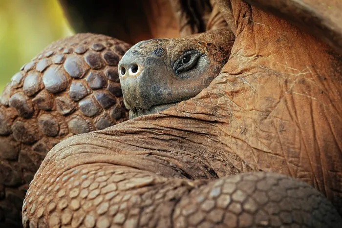 Framed Print : Galapagos Giant Tortoise, Santa Cruz Island, Galapagos Islands, Ecuador Framed Print : Galapagos Giant Tortoise, Santa Cruz Island, Galapagos Islands, Ecuador