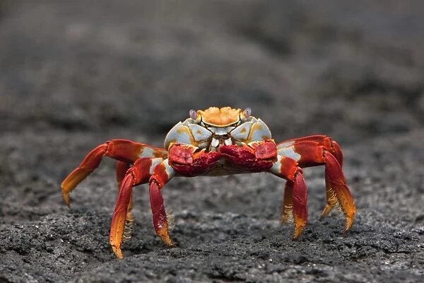 Galapagos Islands, The bright Sally lightfoot crab or red lava crab - on Fernandina Island