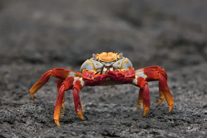 Framed Print : Galapagos Islands, The bright Sally lightfoot crab or red lava crab - on Fernandina Island Framed Print : Galapagos Islands, The bright Sally lightfoot crab or red lava crab - on Fernandina Island